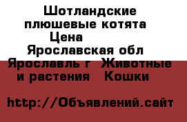 Шотландские плюшевые котята › Цена ­ 4 000 - Ярославская обл., Ярославль г. Животные и растения » Кошки   